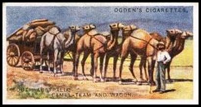 5 South Australia Camel Team and Wagon